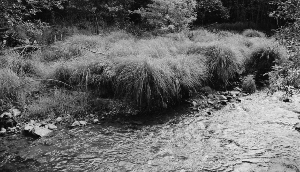 Berman image2-smaller