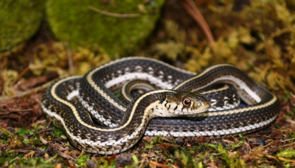 northern-Mexican-gartersnake-600x394